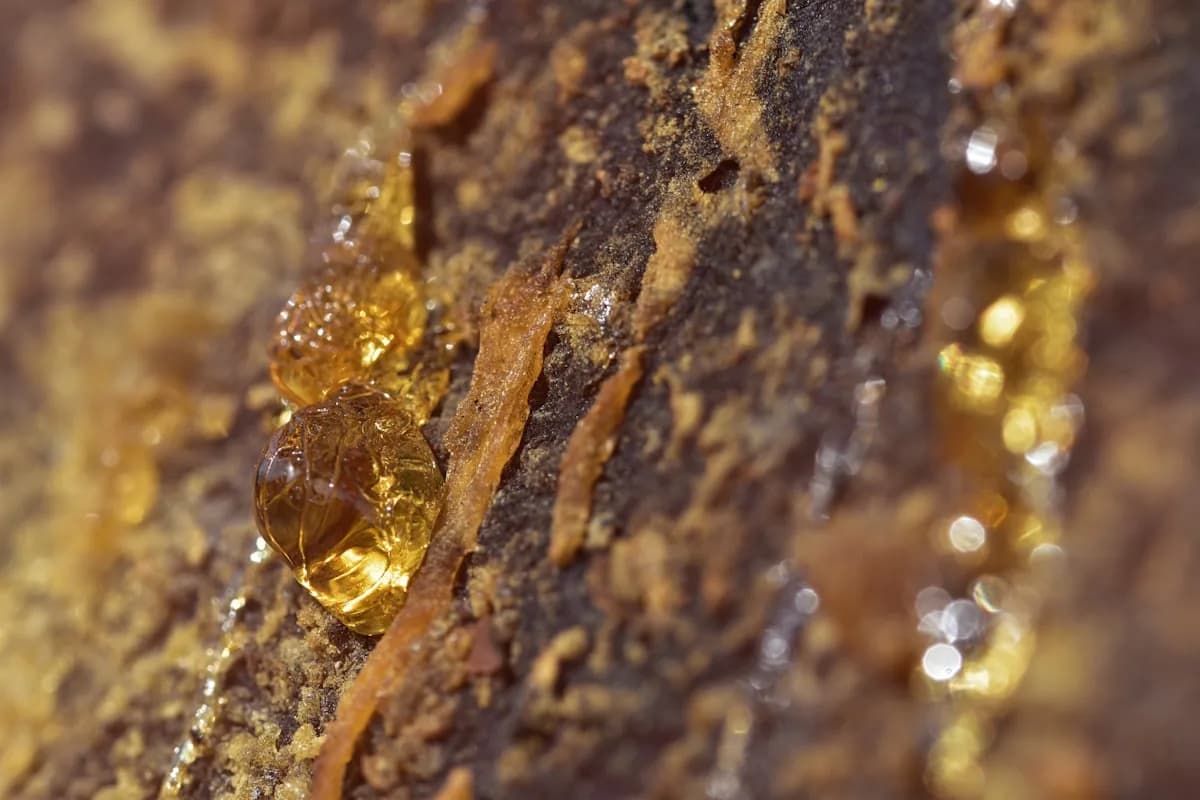 Amber resin drop on dark tree bark — oud wood and resin note editorial