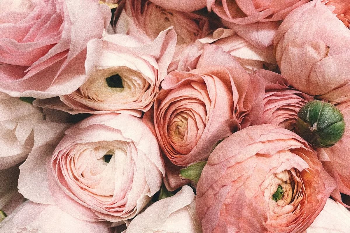 Pink ranunculus floral close-up in soft natural light — rose note editorial